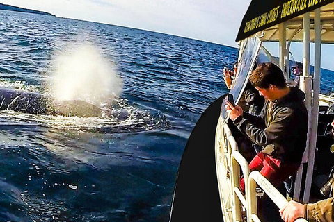 Mooloolaba Whale Watching Tour - Restaurant Gold Coast 2