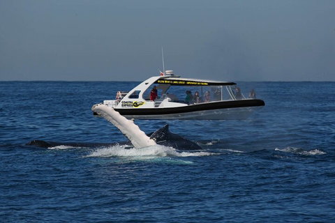 Mooloolaba Whale Watching Tour - Restaurant Gold Coast 5
