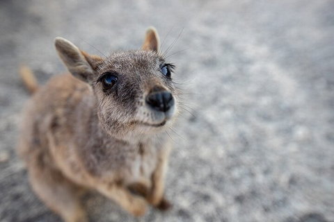 Chillagoe Caves And Outback Day Trip From Cairns - Restaurant Gold Coast 2