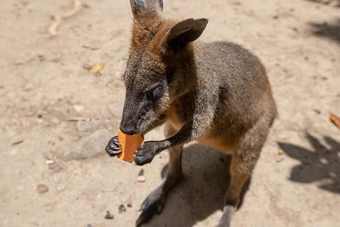 Chillagoe Caves And Outback Day Trip From Cairns - Restaurant Gold Coast 5