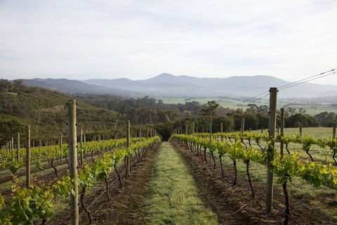 Yarra Valley 2-6 Guests Premium Food And Wine Inc Lunch At Dominique Portet - Restaurant Gold Coast 1