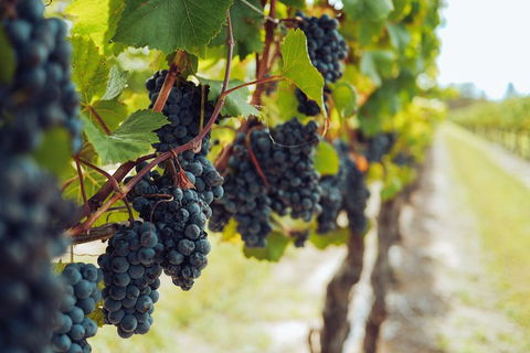 Yarra Valley 2-6 Guests With Lunch And Gin Tasting At Four Pillars - Restaurant Gold Coast 1