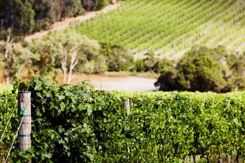 Yarra Valley Premium Tour Inc Lunch And Cheese, Chocolate Fondue At Rochford - Restaurant Gold Coast 5