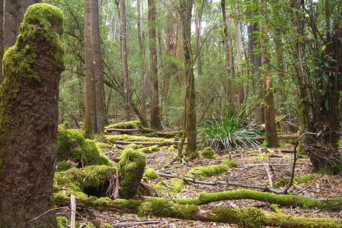 Mt Field National Park And Russell Falls From Hobart - Restaurant Gold Coast 5