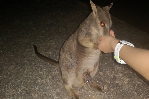 Private Tour To Paronella Park, Historic Village Herberton And Wild Life Wallaby - Restaurant Gold Coast 0