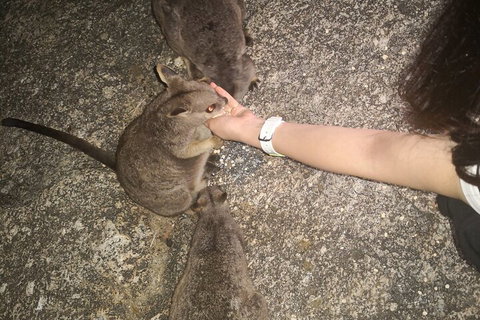 Private Tour To Paronella Park, Historic Village Herberton And Wild Life Wallaby - Restaurant Gold Coast 4