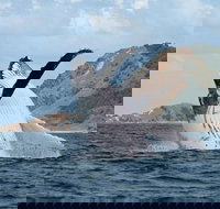 Byron Bay Whale Watching Cruise - Restaurant Gold Coast