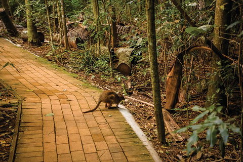 Full Day Sunshine Coast Hinterland Luxury Small Group Tour From Brisbane - Restaurant Gold Coast 3