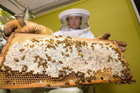 The Ginger Factory Play, Taste & Discover Bundle Admission Ticket - Restaurant Gold Coast 2