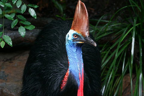 Cape Tribulation, Daintree Rainforest And Wildlife Tour - Restaurant Gold Coast 5