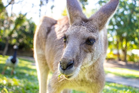 Virtual Interactive Australian Wildlife Tour With Private Guide-Wildlife Habitat - Restaurant Gold Coast 2