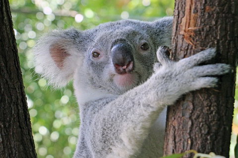 Virtual Interactive Australian Wildlife Tour With Private Guide-Wildlife Habitat - Restaurant Gold Coast 3