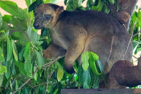 Virtual Interactive Australian Wildlife Tour With Private Guide-Wildlife Habitat - Restaurant Gold Coast 4