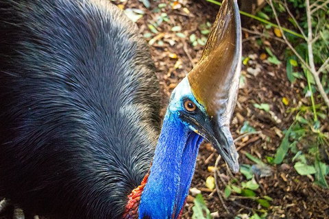 Virtual Interactive Australian Wildlife Tour With Private Guide-Wildlife Habitat - Restaurant Gold Coast 5