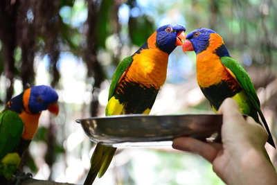 Wildlife Habitat Port Douglas