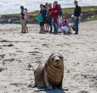 Kangaroo Island in a Day Tour from Adelaide - Restaurant Gold Coast
