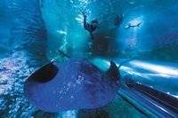 Snorkel with Sharks at AQWA, Perth