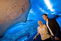 Dive with Sharks at AQWA, Perth