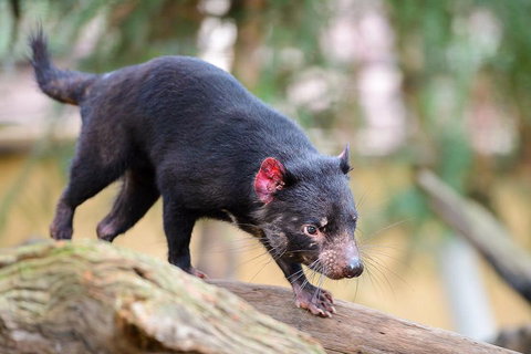 Kangaroos & Koala Encounter Experience (Half Day Private Tour) - Restaurant Gold Coast 1