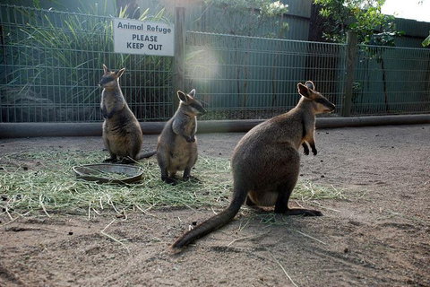 Kangaroos & Koala Encounter Experience (Half Day Private Tour) - Restaurant Gold Coast 2