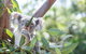 Kangaroos & Koala Encounter Experience (Half Day Private Tour) - thumb 5