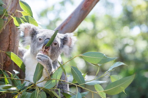 Kangaroos & Koala Encounter Experience (Half Day Private Tour) - Restaurant Gold Coast 5