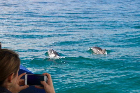 Julian Rocks Byron Bay Cruise - Restaurant Gold Coast 1