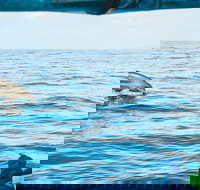 Cruise with Dolphins in Byron Bay - Restaurant Gold Coast