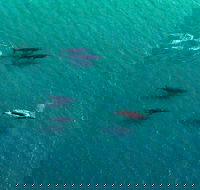 40-45 Minute Port Stephens and Stockton Beach Helicopter Flight - For 2 - Restaurant Gold Coast