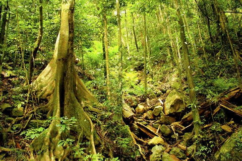 Barron Gorge And Kuranda National Park Half Day Rainforest And Waterfall 4WD Tour From Cairns - Restaurant Gold Coast 4