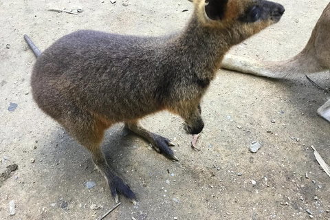 Cairns City Tour - Restaurant Gold Coast 2