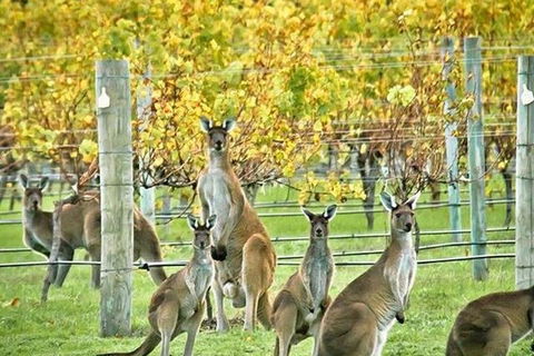 Margaret River Indulge And Discover Day Tour - Restaurant Gold Coast 0