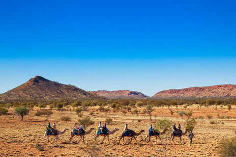 Alice Springs Camel Tour - Restaurant Gold Coast 0