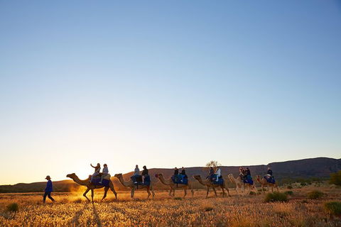 Alice Springs Camel Tour - Restaurant Gold Coast 1