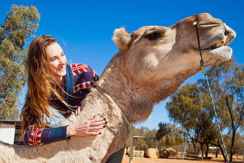 Alice Springs Camel Tour - Restaurant Gold Coast 2