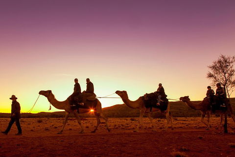 Alice Springs Camel Tour - Restaurant Gold Coast 4