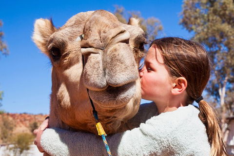 Alice Springs Camel Tour - Restaurant Gold Coast 5