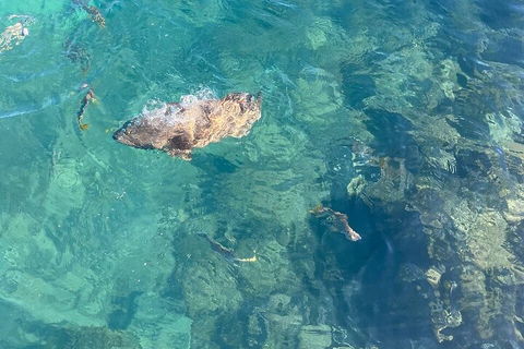 Aquascene Magnetic Island Discovery Tour - Restaurant Gold Coast 1
