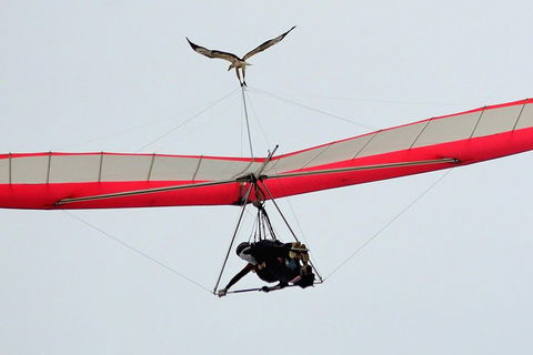Hang Gliding With HangglideOz - Restaurant Gold Coast 0