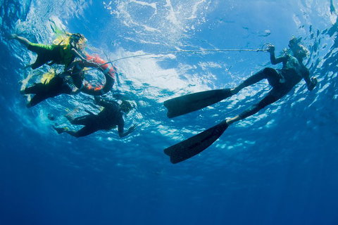 Passions Of Paradise Great Barrier Reef Snorkel And Dive Cruise From Cairns By Luxury Catamaran - Restaurant Gold Coast 2