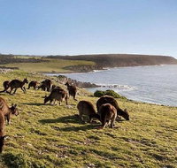 Kangaroo Island Personal Group Tours - Restaurant Gold Coast