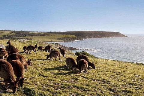 Kangaroo Island Personal Group Tours - Restaurant Gold Coast 0