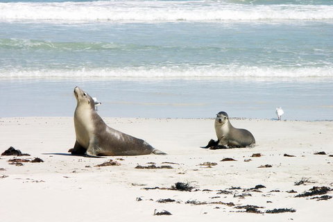 Kangaroo Island Personal Group Tours - Restaurant Gold Coast 3
