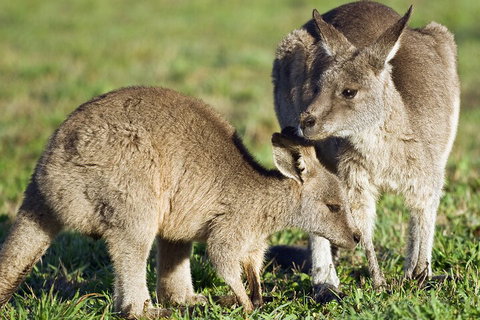 LGBT+ Friendly Full Day Phillip Island Private Tour - Restaurant Gold Coast 3