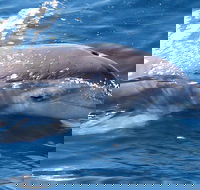Jervis Bay Dolphin Watch Cruise - Restaurant Gold Coast