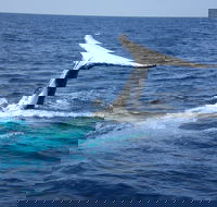 Whale Watching Jervis Bay - Restaurant Gold Coast
