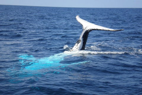 Whale Watching Jervis Bay - Restaurant Gold Coast 0