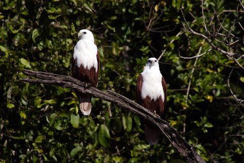Whitsunday Crocodile Safari Including Lunch - Restaurant Gold Coast 2