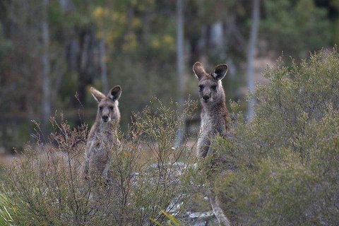 Inside The Greater Blue Mountains World Heritage - A Wildlife Safari Overnight - Restaurant Gold Coast 2