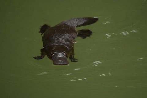 Inside The Greater Blue Mountains World Heritage - A Wildlife Safari Overnight - Restaurant Gold Coast 5